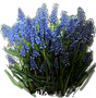 Grape Hyacinth